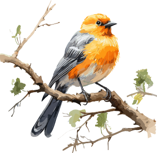 水彩透明背景橙色鸟站在树枝上