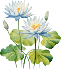 水莲花水彩插画艺术打印图形设计元素