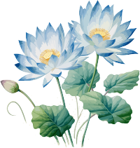 水莲花水彩插画图形素材