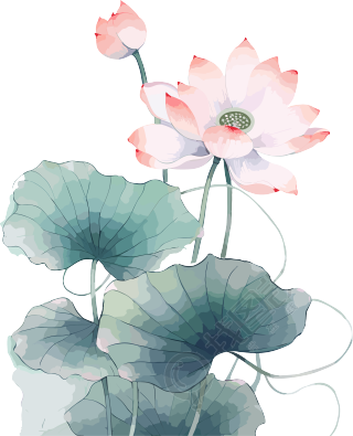 中国荷叶与粉色花朵