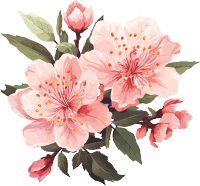 透明背景的桃花插画设计