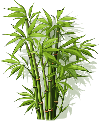 透明背景的竹子插画设计