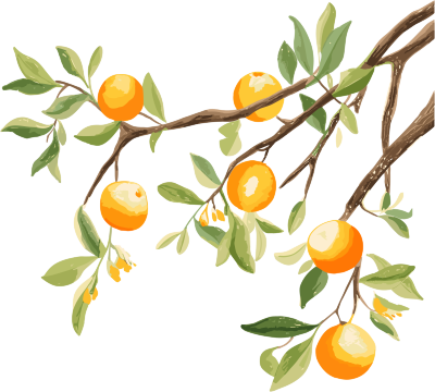 简洁风格的中国水墨插画树枝橙子PNG素材