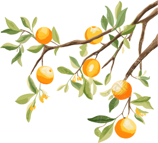 简洁风格的中国水墨插画树枝橙子PNG素材