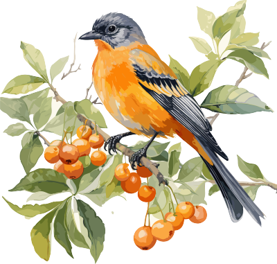 水彩插画：栖息在树枝上的橙色鸟