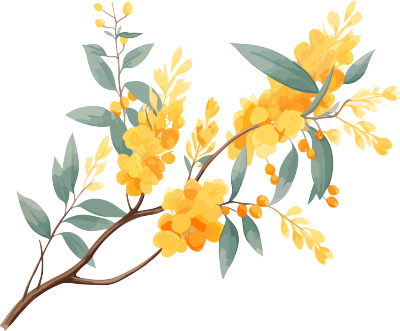 黄色桉树枝与叶花PNG图形素材
