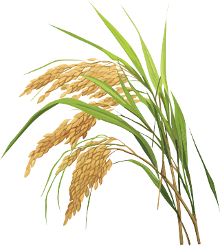 丰收的水稻插画PNG