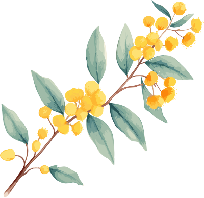 水彩画桉树树枝黄色小花手绘插画素材