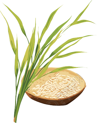手绘水稻叶和白色大米插画设计