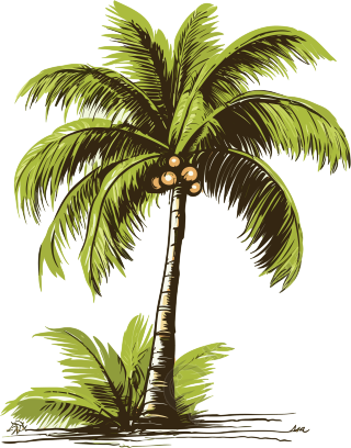 可商用高清PNG透明背景椰子树插画设计