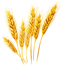 麦穗矢量插画设计素材