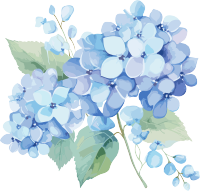 唯美绣球花水彩风格PNG插图