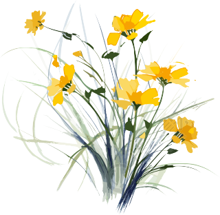 中国黄色花卉插画素材