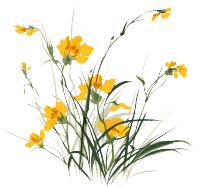 水彩画风格黄色水仙花插画设计
