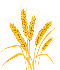 炫目爆炸色彩的小麦穗矢量插画设计