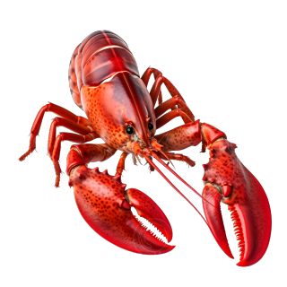 红色龙虾PNG图片元素