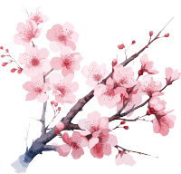 透明背景早春樱花插画