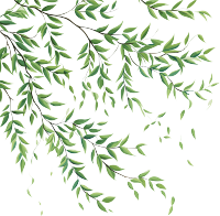 可商用柳树枝条素材插画