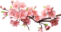 粉色樱花水彩插画