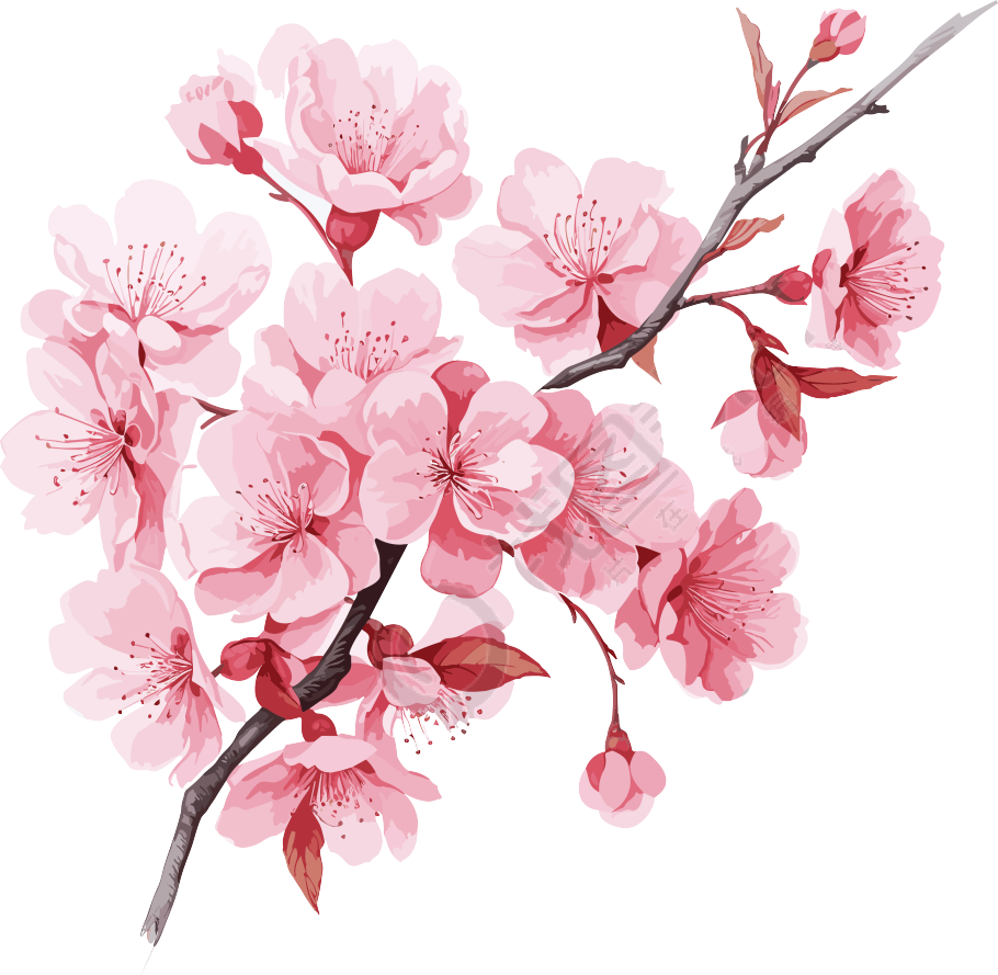绽放的粉色樱花可商用素材