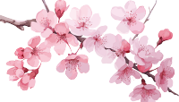可商用粉色樱花水彩插画
