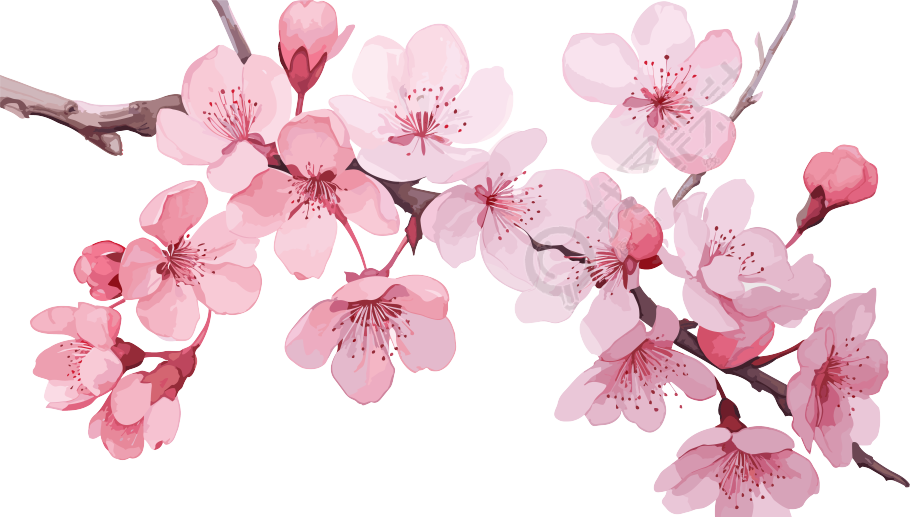 可商用粉色樱花水彩插画
