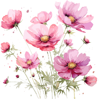 绽放的粉色格桑花水彩画PNG元素