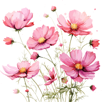 粉嫩嫩的格桑花PNG插画