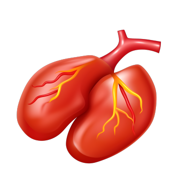 简化的人体肝脏图像素材