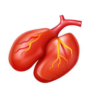 简化的人体肝脏图像素材