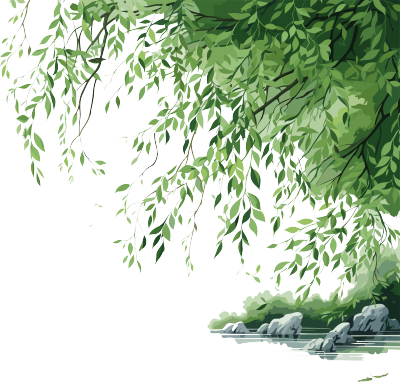 透明背景上的绿柳树枝PNG素材
