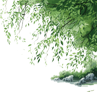 透明背景上的绿柳树枝PNG素材