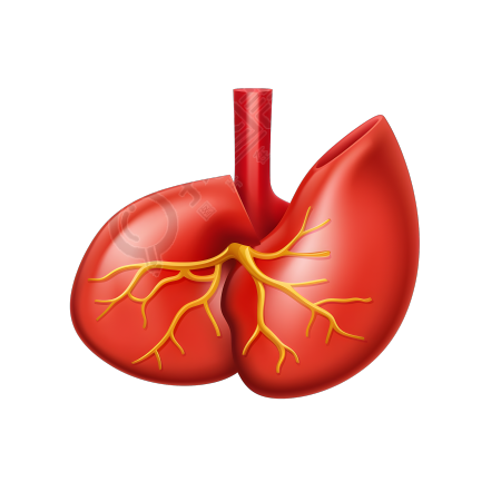 人体肝脏简化图素材