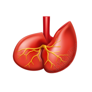 人体肝脏简化图素材
