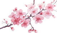 粉色卡通樱花水彩插画