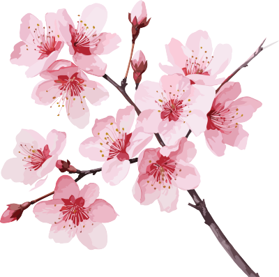 早春一枝唯美的粉色樱花PNG素材