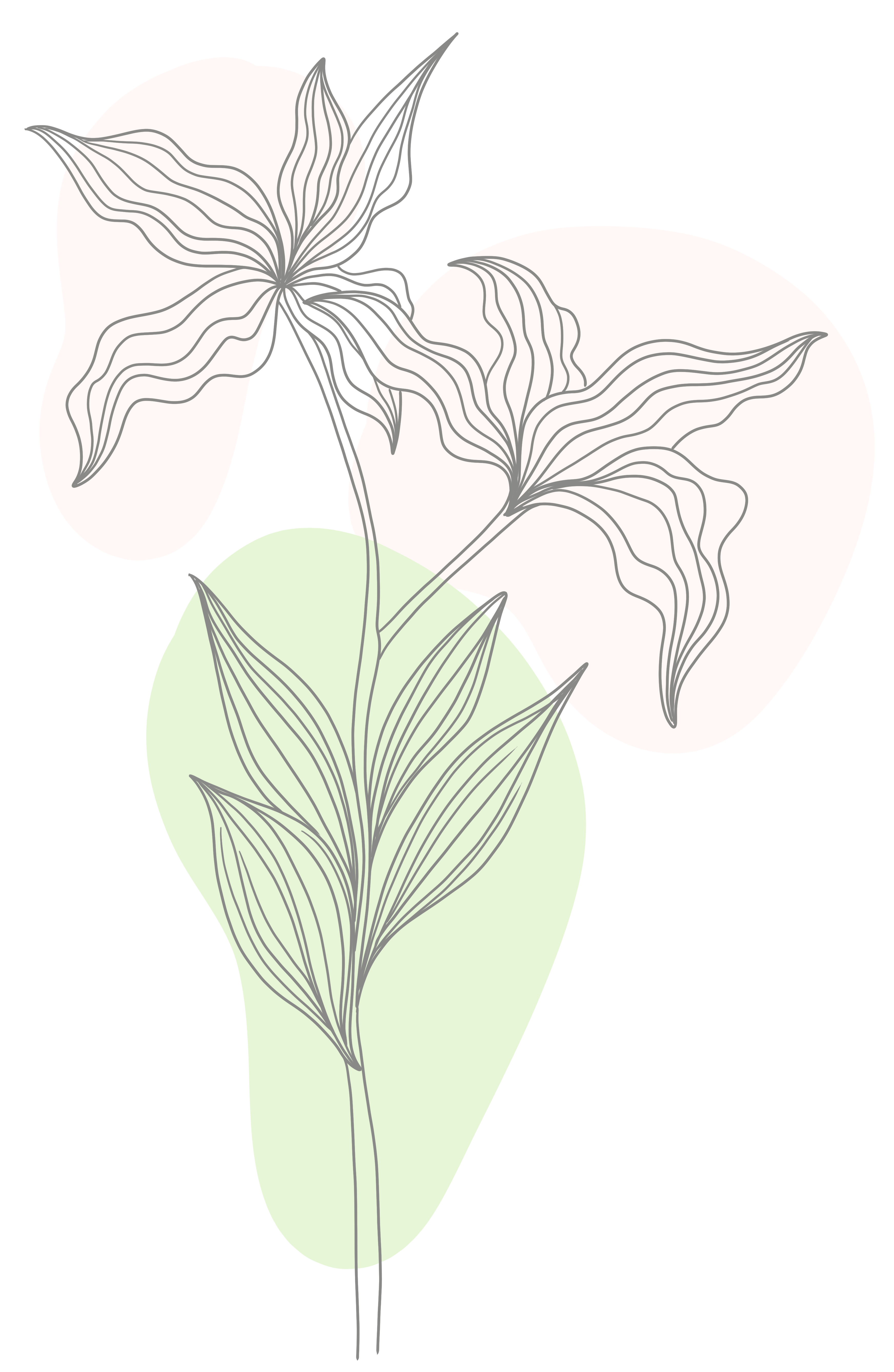 手绘抽象线条百合花PNG元素