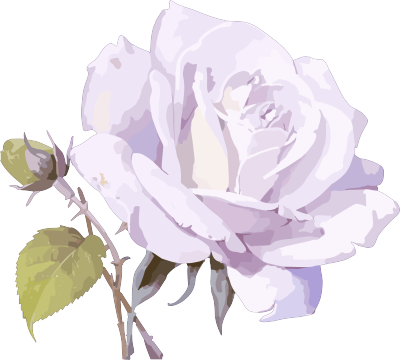 紫色背景上的白色玫瑰元素