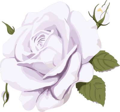 白色背景上的紫玫瑰插画