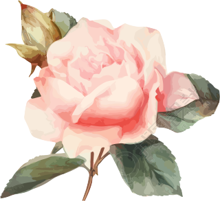 复古风格粉色玫瑰水彩插画元素