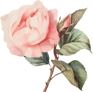 复古风格的粉色玫瑰水彩元素