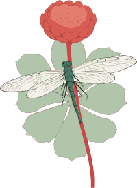 透明背景蜻蜓花朵创意插画