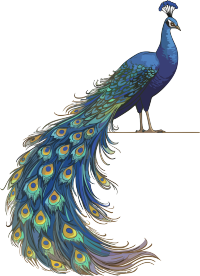 唯美孔雀手绘插画透明背景素材