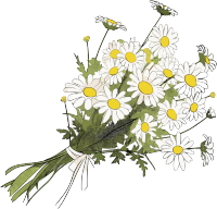 唯美小雏菊花束PNG素材
