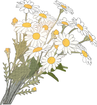 小雏菊花束手绘插画