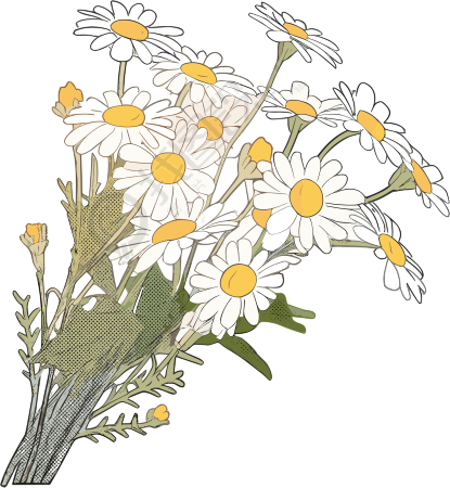 小雏菊花束手绘插画