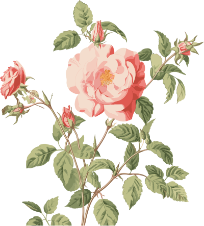 粉色玫瑰花水彩动态插画