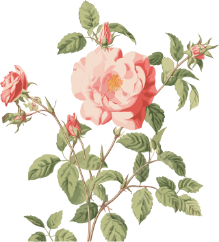 粉色玫瑰花水彩动态插画