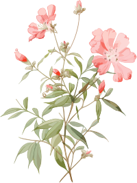 水彩风格的粉色鲜花PNG插画