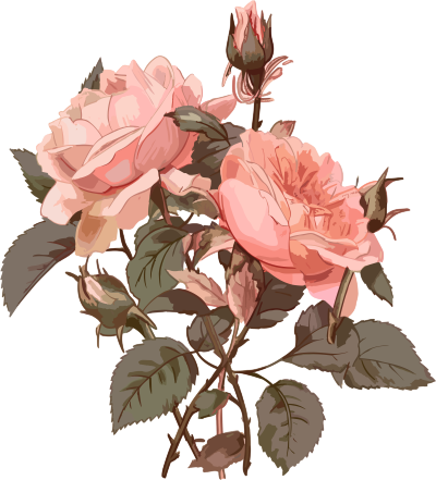 自然风格的粉色玫瑰花PNG图形素材